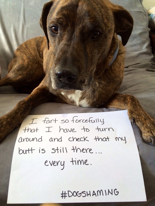 Dogshaming
