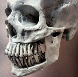 xtoxictears:  theolduvaigorge:  “Human skull with bone removed to show roots of adult dentition” (Source: @PaoloViscardi on Twitter)  Why does this look so terrifying?O_O Can you imagine if we had no gums or bone in the way of this. Smiling would