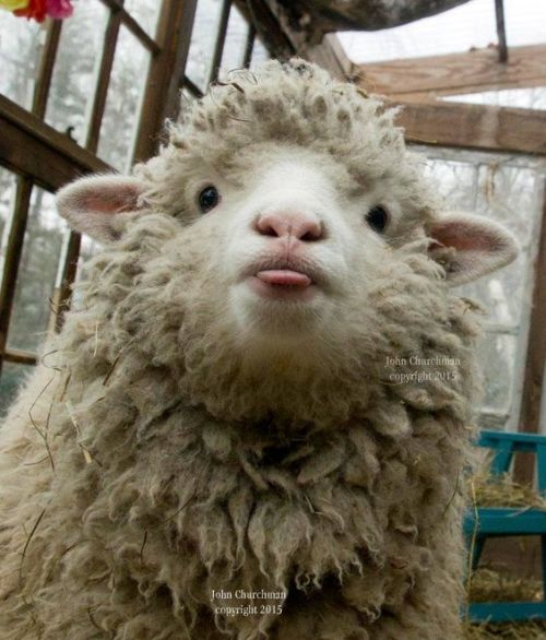 cat-supremacist:  Sheep bleps are pure and porn pictures