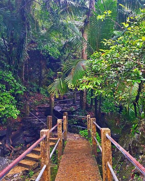 deluxmultimedia:  La Mina Falls trail. This is #PuertoRico #elyunque #rainforest (at El Yunque Natio