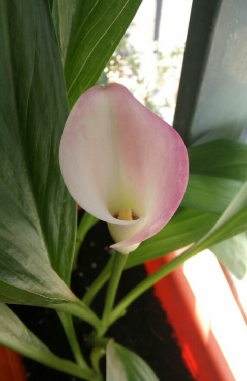 03/Jul/2016There was a little surprise among the big leaves: the first calla! Mom insists that she n