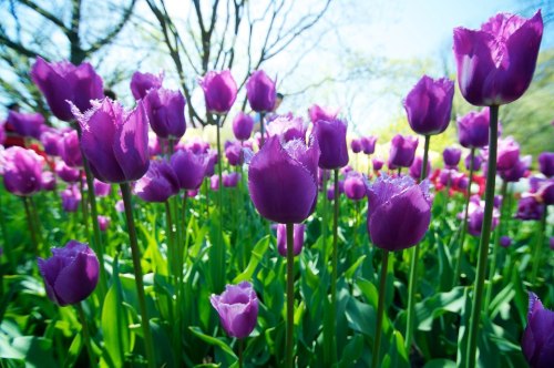 purple tulips || brooklyn botanic garden, brooklyn