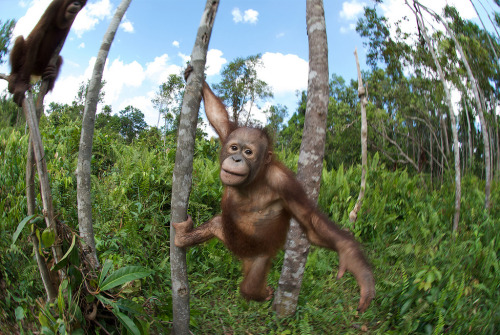 funkysafari: A 3-year-old orangutan hangs loose at Dr. Birute Mary Galdikas’ Camp Leakey, located i
