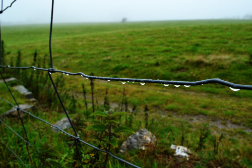 barbed wire