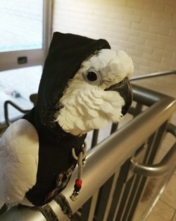 pepperandpals:  captain-cockatoo:  Team Skull Enforcer Buoy 💀  The best member of Team Skull 