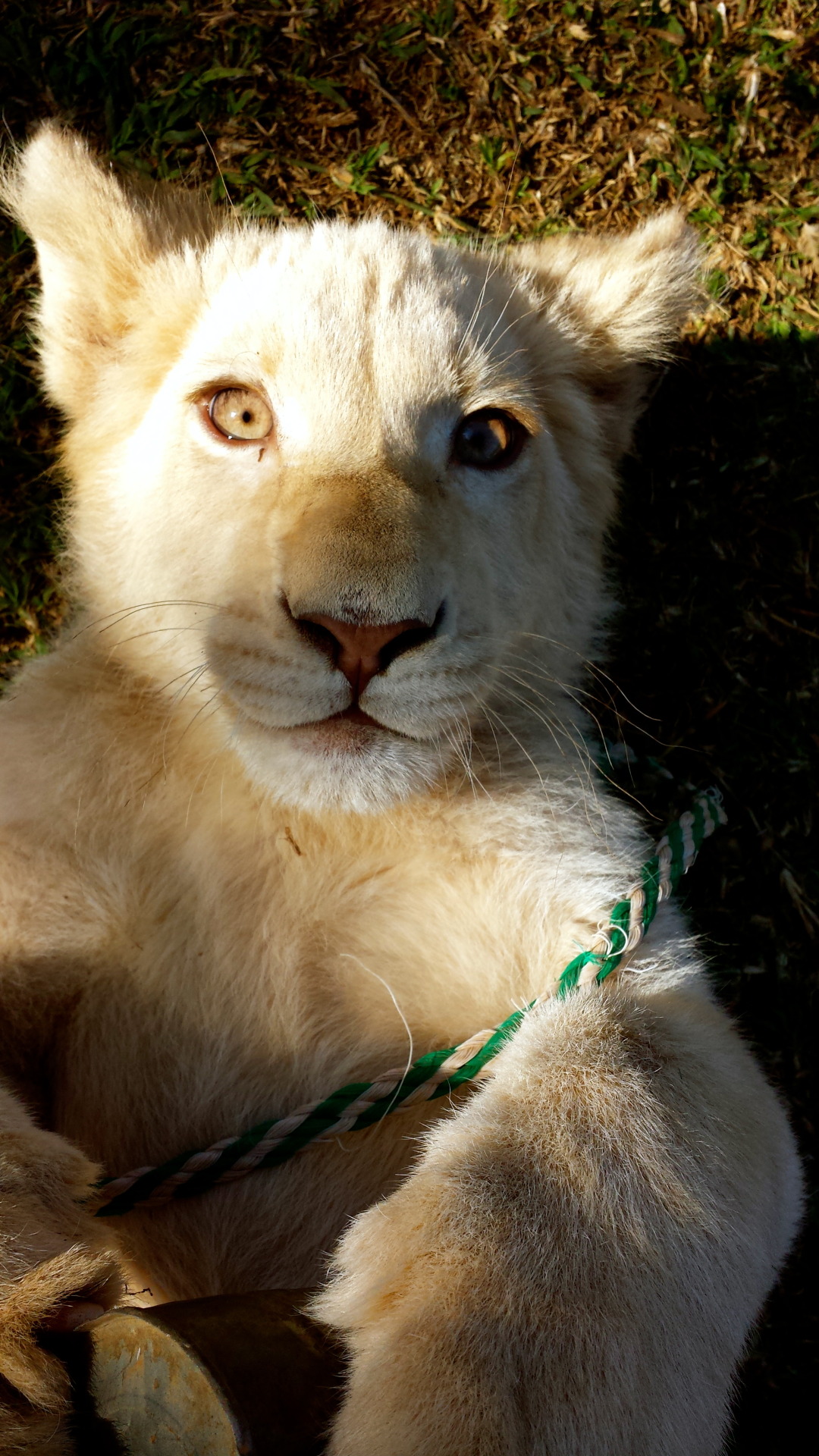 jack-the-lion: littlehelly:  Hunter &amp; Savannah (with the tin) &lt;3 