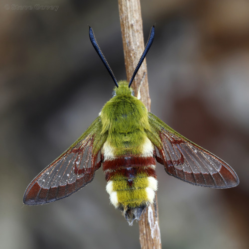 somuchscience: Broad-bordered Bee Hawkmoth (Hemaris fuciformis). by Steve Covey Via Flickr: *