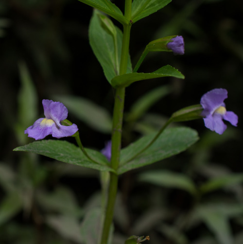 Allegheny monkey-flower, native