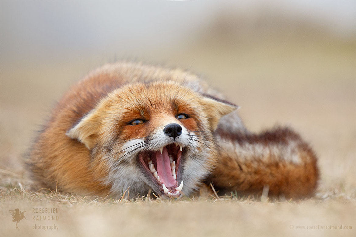 beautiful-wildlife: Scaredy Fox by © Roeselien Raimond   No foxes were harmed