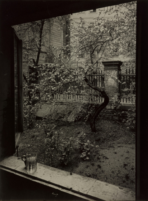 gacougnol: Josef SudekThe Window of my Studio Spring in my Garden 1954