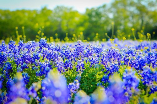 living-planet: Beautiful Texas Bluebonnets (State Flower) [2048x1365]living-planet.tumblr.co