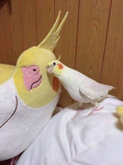 bestbudgie:  Too pure 