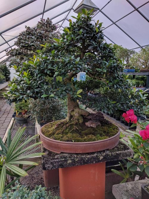 kerteszet: 75 year old Cherry I saw this afternoon, when I visited Bonsai West.