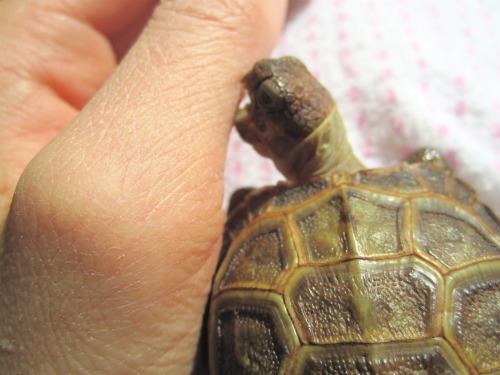 thewhimsyturtle:I don’t understand, Mommy. Why can’t I dig through your hand?! And why a