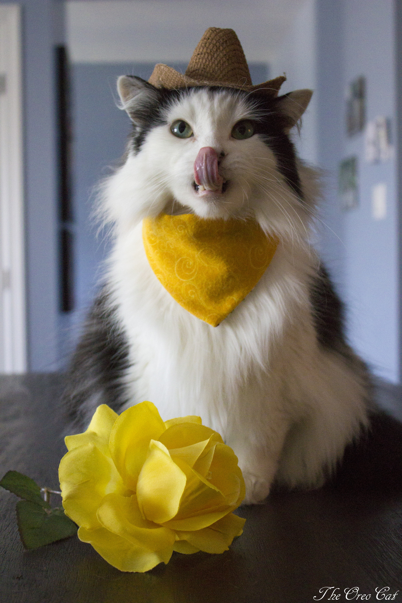 theoreocat:    “Never bring your girlfriend more than one flower at a time. It