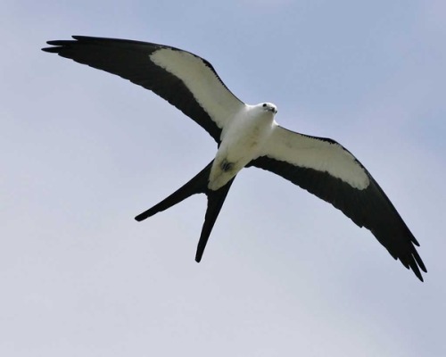 I think this is one of the best looking birds of prey out there, one of my favourites - the American