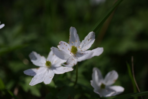 kartoffele: Nature photography by me © kartoffele​