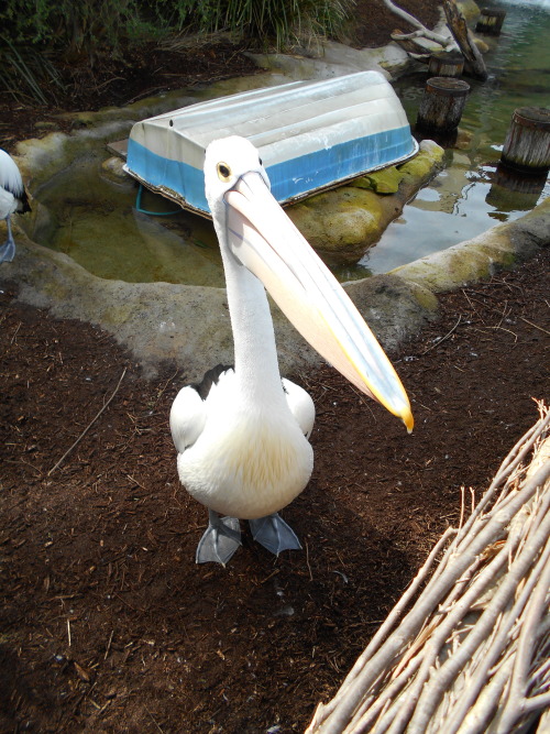 Australia - Part 3These photos are from my trip to the Taronga Zoo. It was one of my favourite adven