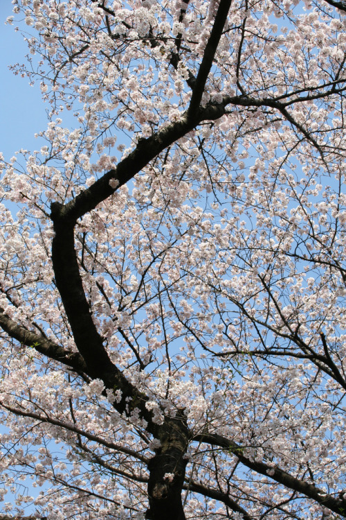 Kunitachi Sakura IMG_4896 Kunitachi (where I live) adorned with canopies of sakura blossoms&hellip;.