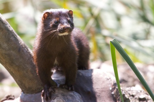 MinkMinks are semi-aquatic and tend to hang out in parts of North America and Europe in places with 