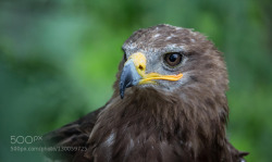 superbnature:  Aigle Ravisseur by janakapx