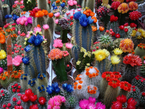 bl3wyn: Cactus Bloom
