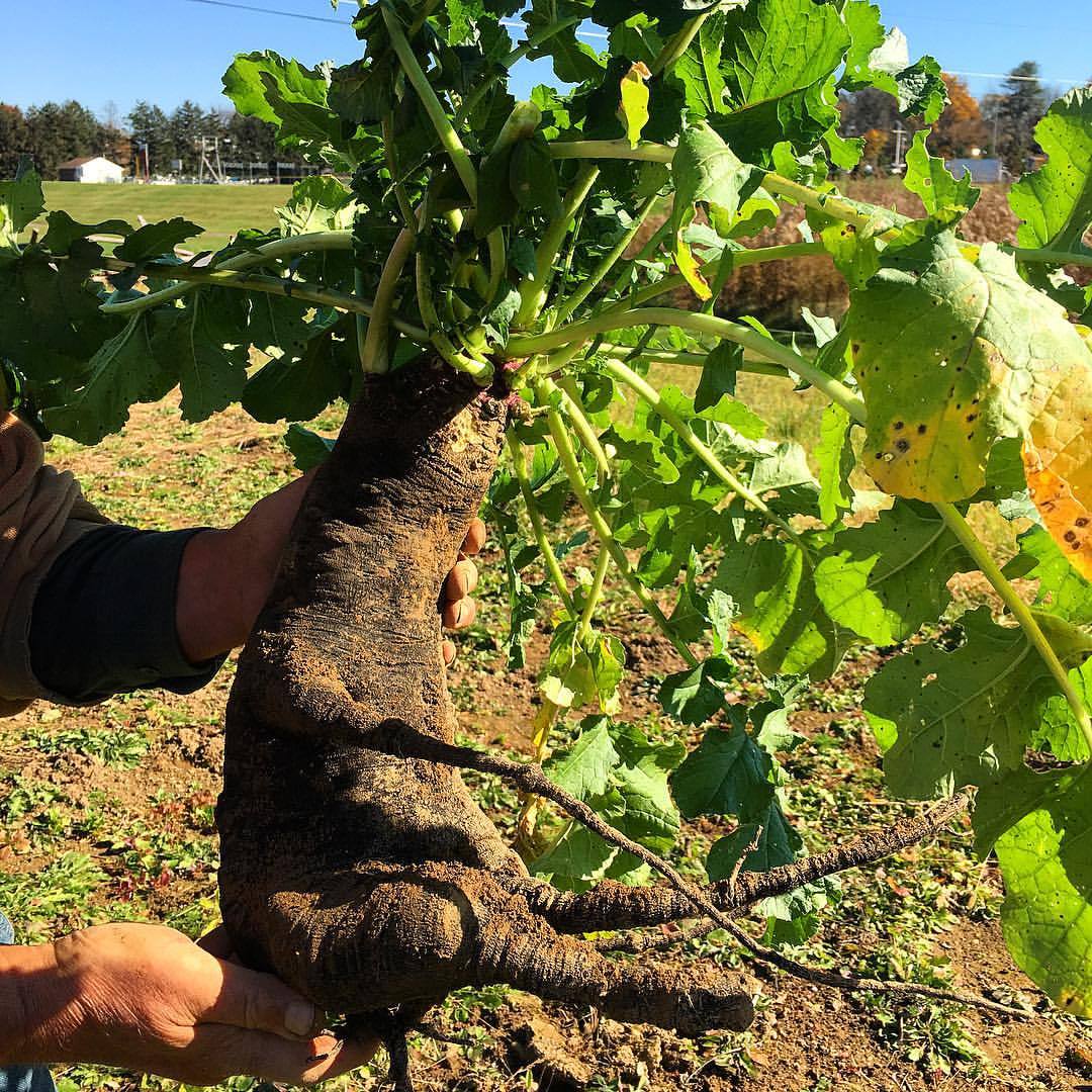 We delivered a newborn Schifferstadt Radish today and it came out smiling! A good omen for the life it will live. #inapickle #schifferstadt #schifferstadtradish #newbornsmile #radishbaby #funnyvegetables #roughwoodseedcollection #kutztownseedfarm