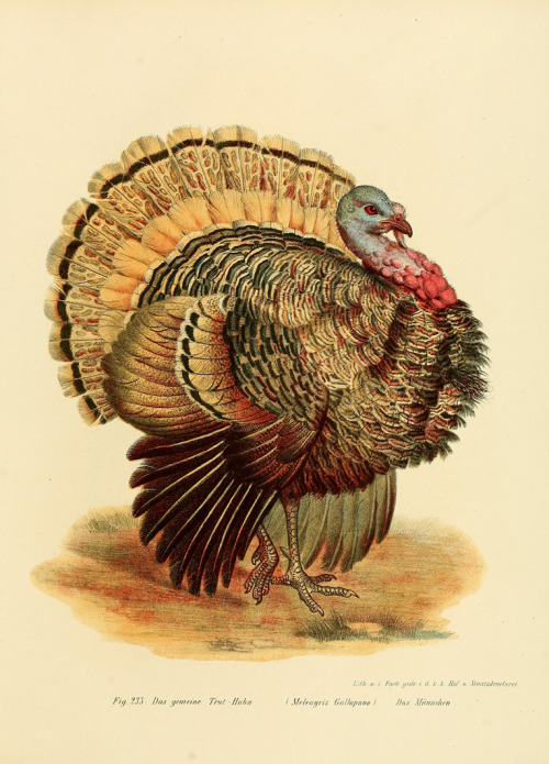 Leopold Fitzinger, Gemeiner Truthahn / Common Turkey, Bilderatlas zur Wissenschaftlich-populären Nat