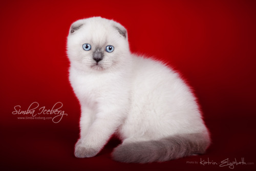 Hello everyone! It’s time to show you new photos of our cute kittens!Simba Iceberg Grace and  Simba 