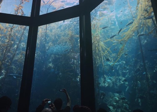 polars - Monterey Bay Aquarium