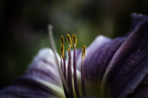 Intense -shot this evening in our front garden