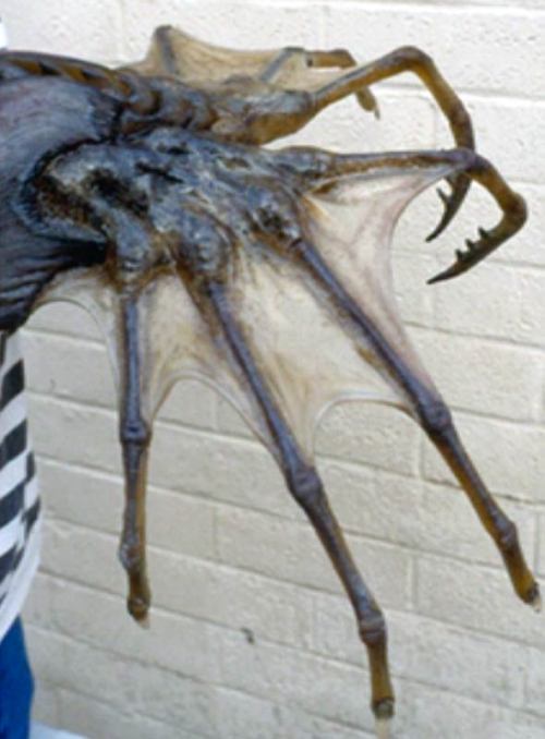 fuzzyfroot:shavingryansprivates:scientists recently discovered the body of a giant sea spider like o