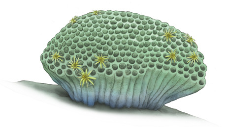 The Honeycomb coral, Favosites (1816) Phylum : Cnidaria Class : Anthozoa Order : Tabulata Family : Favositidae Genus : Favosites • Ordovician/Permian • Oceans worldwide (map) Favosites is an extinct genus of tabulate coral characterized by polygonal...