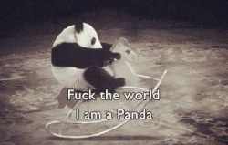 theswaggybunny:  I’m a Panda . So what ?