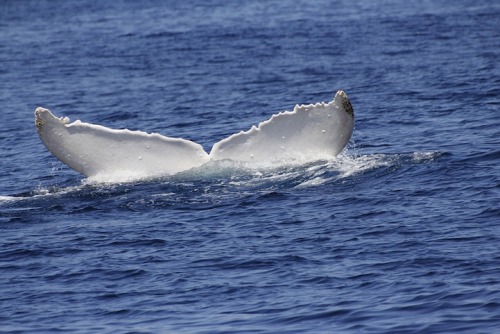 white whale