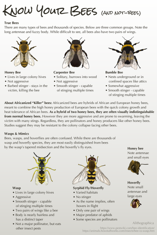 alithographica: Bees! They’re great. As long as you don’t agitate them, they’re no