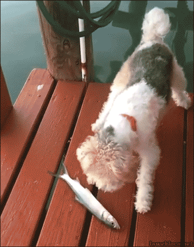pleatedjeans:  15 Animals Battling Harmless Things (15 GIFs)