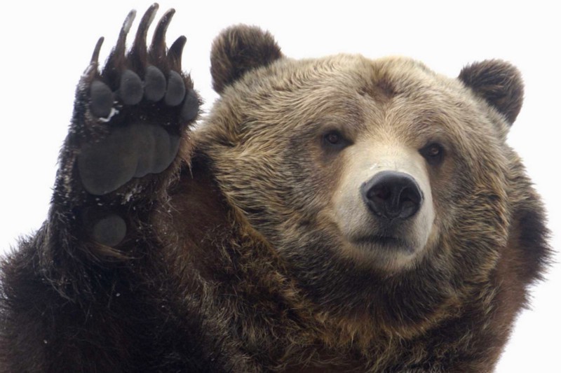 copperbadge:This is the high-five grizzly of good luck. Reblog to keep 2017 from