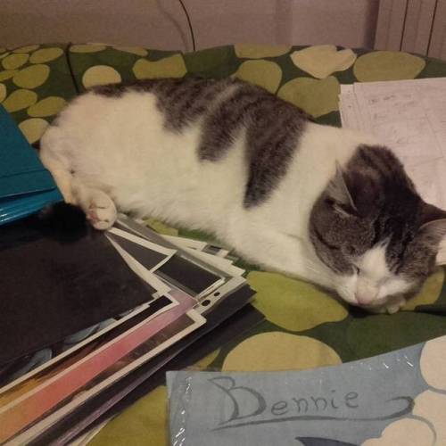 A sleepy fatass :p  #cat