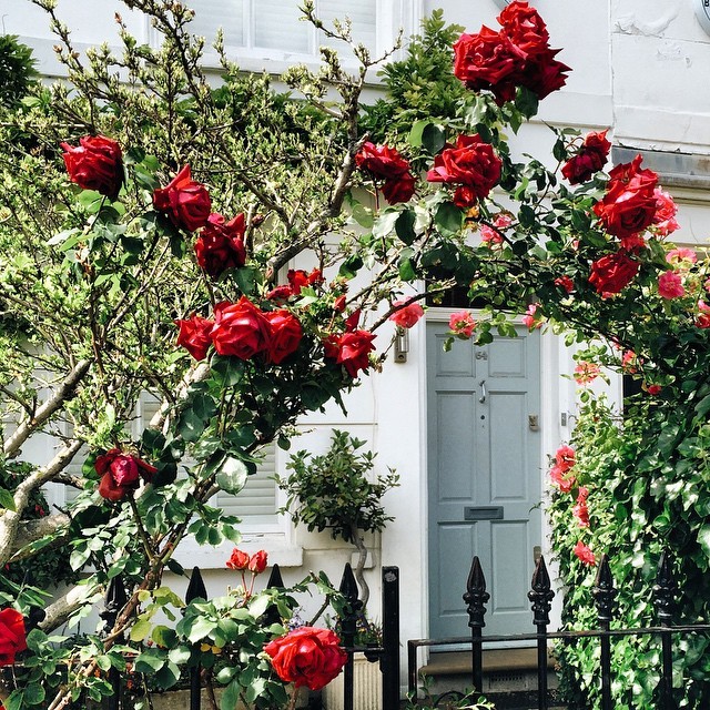 floralls:    by  liolaliola  