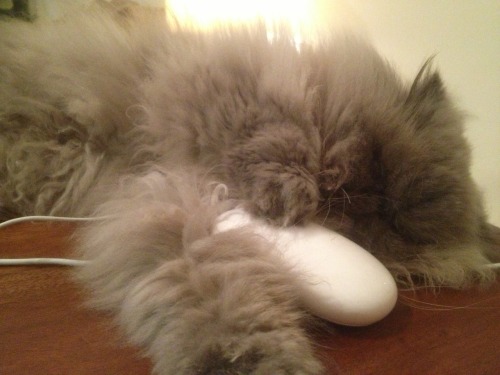 Caught his first mouse&hellip;