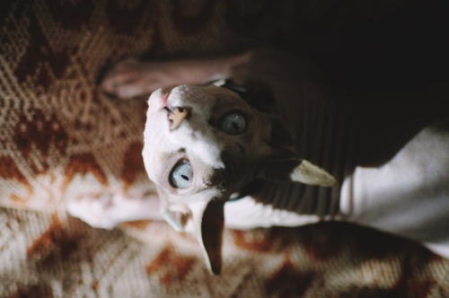 sphynx cat