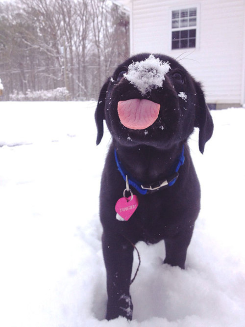 markdoesstuff:wildflower-faerie:scarftumbls: this was adorable but then the cat  The cat is an accurate description of me in winter.   what a beautiful photoset