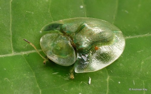 end0skeletal: Tortoise Beetles by Andreas Kay