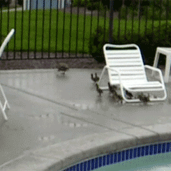 premiumgifs:  [via] 