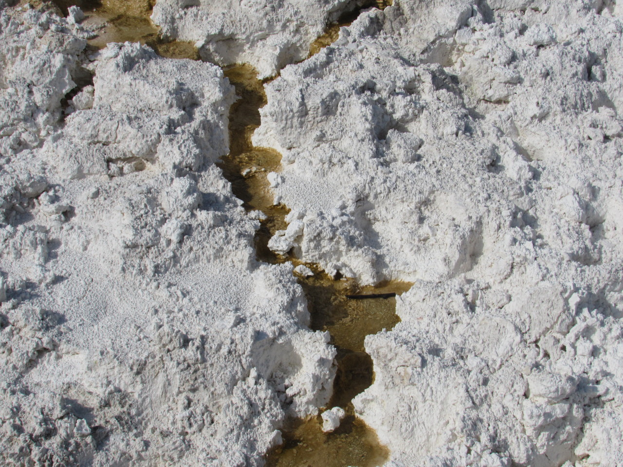 wndbreakr:  Series of Natural Details Yellowstone National Park, WY 08/06/2016 Shot