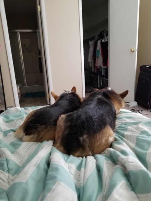 Two peas in a pod