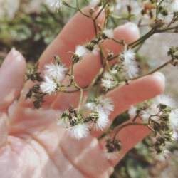 blushsilk:   lil fluffy wildflowers 