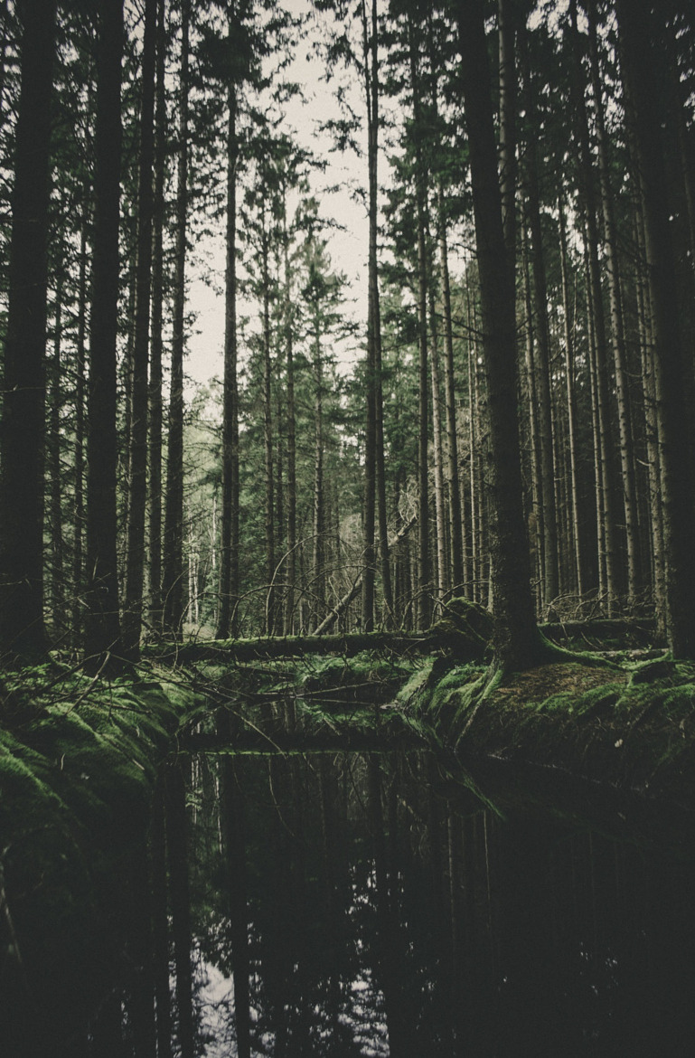 foresity:  Forest reflection by Anton Wallner
