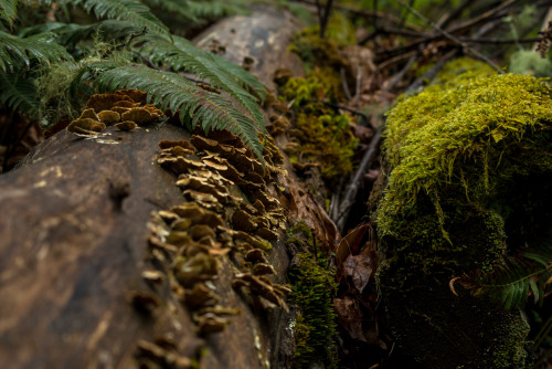 if you’re having a hard day, going for a walk in nature could be the best medicine one needs.